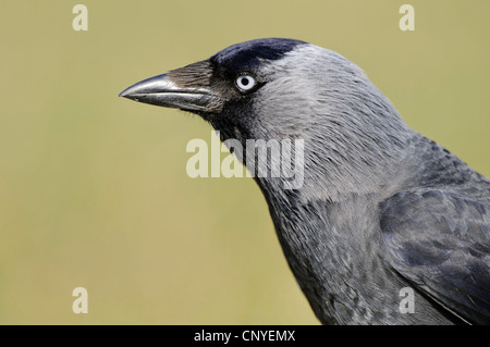 Taccola (Corvus monedula), ritratto, Germania, Bassa Sassonia Foto Stock