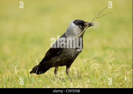 Taccola (Corvus monedula), seduti in un prato con materiale di nidificazione nel suo becco, Germania, Bassa Sassonia Foto Stock