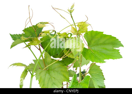 Isola verde fresco uve molla rami con foglie Foto Stock
