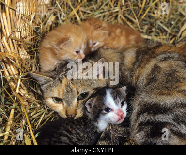 Il gatto domestico, il gatto di casa (Felis silvestris f. catus), con i cuccioli in paglia Foto Stock