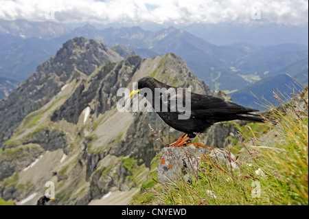 Gracchio alpino (Pyrrhocorax graculus), seduta su una roccia, in Germania, in Baviera, Westliche Karwendelspitze, Mittenwald Foto Stock