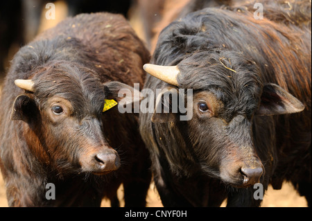 Asian bufalo d'acqua, wild water buffalo, carabao (Bubalus bubalis, Bubalus arnee), due bufali d'acqua in piedi a fianco a fianco e guardando lontano Foto Stock
