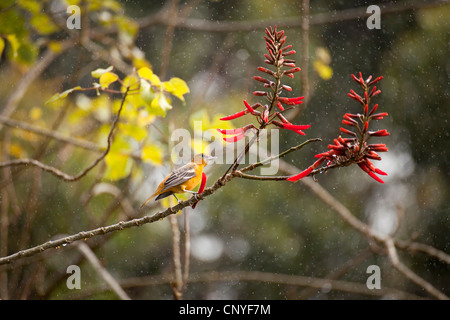 Femmina Rigogolo Baltimore (Icterus galbula) sotto la pioggia, Costa Rica, America Centrale Foto Stock