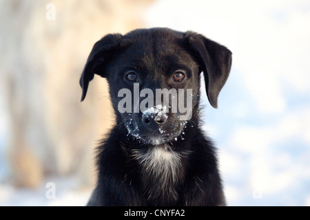 Il Labrador Retriever (Canis lupus f. familiaris), giovane Labrador mix con neve a muso Foto Stock