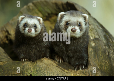 Polecat europea (Mustela putorius), due giovani guardando al di fuori di un foro albero, Germania, Bassa Sassonia Foto Stock