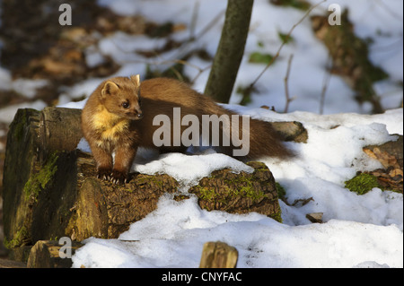 Unione martora (Martes martes), in piedi su un log in un innevato paesaggio forestale, Germania, Bassa Sassonia Foto Stock