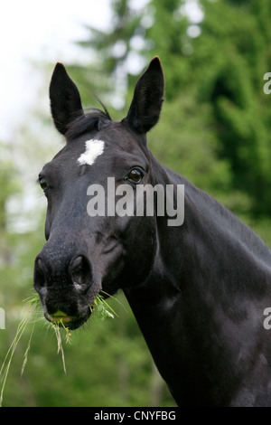 Cavalli domestici (Equus przewalskii f. caballus), si nutrono di erba Foto Stock