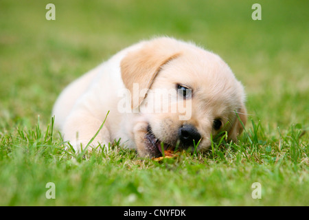 Razza cane (Canis lupus f. familiaris), Labrador mix, cucciolo Foto Stock