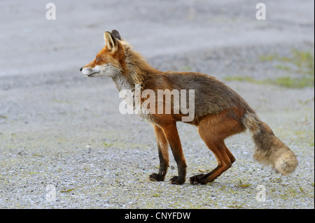 Red Fox (Vulpes vulpes vulpes), si trova in corrispondenza di un bordo stradale, Norvegia Foto Stock