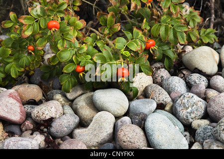 Rosa rugosa, Giapponese rosa (Rosa rugosa), rosa canina di Rosa rugosa e pietre sulla spiaggia di Bornholm, Danimarca, Bornholm Foto Stock