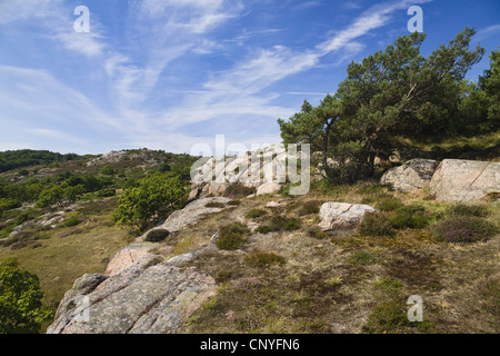 Heather, molva (Calluna vulgaris), rifiuti paesaggio presso la punta settentrionale dell'isola, Danimarca, Bornholm Hammeren, martello Odde Foto Stock