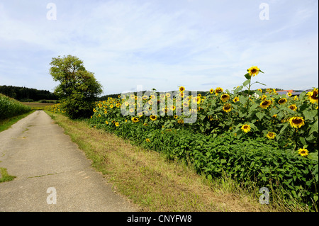 Comune di girasole (Helianthus annuus), la stretta strada attraverso campi di girasoli, in Germania, in Baviera Foto Stock