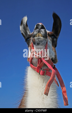 Llama (Lama glama), ritratto, Germania Foto Stock