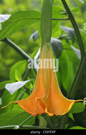 Golden Angel's tromba tree (Brugmansia aurea, Datura aurea), con fiori di colore arancione, in Germania, in Renania settentrionale-Vestfalia Foto Stock