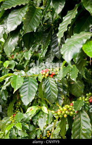 La pianta del caffè la Coffea dalla grande famiglia Rubiaceae con fagioli, Orosi-Valley, Costa Rica, America Centrale Foto Stock