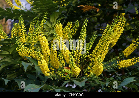 Mahonia leatherleaf (Mahonia bealei), fioritura Foto Stock