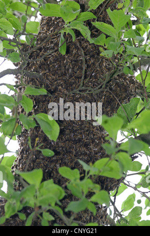 Carniola miele delle api (Apis mellifera Carnica), uno sciame di api in un albero di mele, in Germania, in Renania settentrionale-Vestfalia Foto Stock