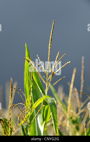 Mais indiano, mais (Zea mays), infiorescenza maschile nel campo di mais, in Germania, in Baviera Foto Stock