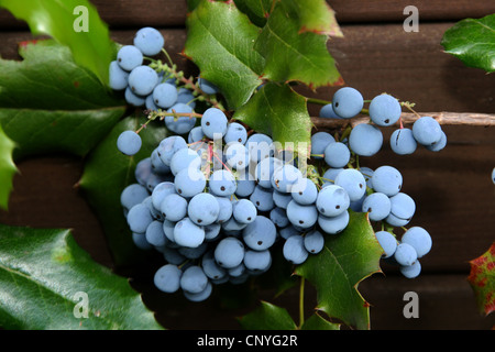 Holly-leaf oregongrape, oregon-UVA, fulgido oregongrape, tall oregongrape, montagna di uva (Mahonia aquifolium), la fruttificazione, in Germania, in Renania settentrionale-Vestfalia Foto Stock