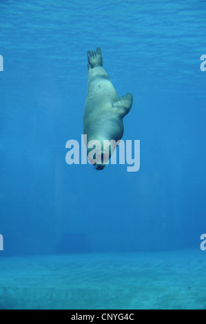 Californian Sea Lion (Zalophus californianus), Immersioni subacquee Foto Stock
