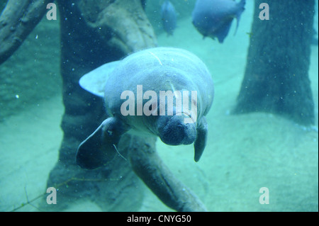 West Indian lamantino, Florida manatee, lamantino dei Caraibi, Antillean lamantino (Trichechus manatus), subacquea Foto Stock