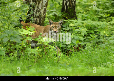 Nord (Lynx Lynx Lynx lynx), alking attraverso le boccole, Germania, Hesse Foto Stock