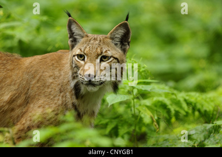 Nord (Lynx Lynx Lynx lynx), alking attraverso le boccole, Germania, Hesse Foto Stock