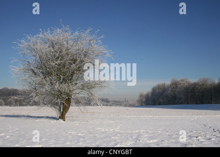 Floodplain in inverno, in Germania, in Renania settentrionale-Vestfalia, la zona della Ruhr, Essen Foto Stock