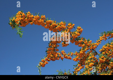 Fire thorn, scarlet firethorn, roveto ardente (Pyracantha coccinea), ramo fruttifero, Germania Foto Stock