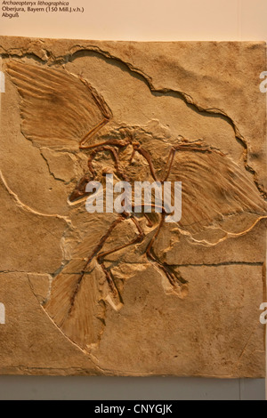 Archaeopteryx lithographica (Archaeopteryx lithographica), l'esemplare di Londra Foto Stock