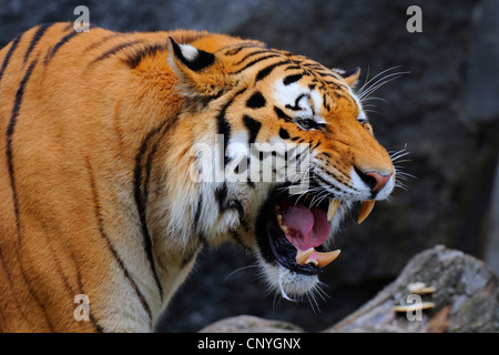 Tigre Siberiana, Amurian tiger (Panthera tigris altaica), a denti stretti Foto Stock