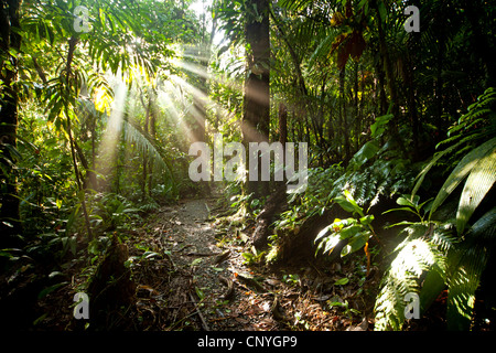 Raggi di sole nella fitta giungla del Braulio Carrillo National Park, Costa Rica, America Centrale Foto Stock