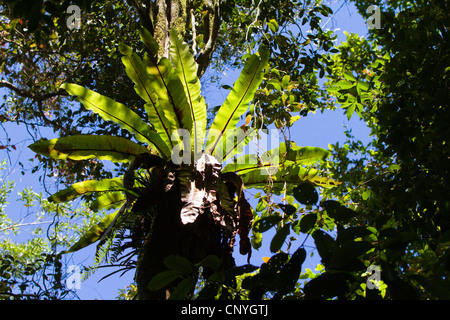 Bird's Nest (felci Asplenium nidus), in thr nella foresta pluviale tropicale, Australia, Queensland, altopiano di Atherton Foto Stock