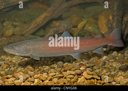 Il salmone del Danubio, huchen (Hucho hucho), milkner nella colorazione di accoppiamento Foto Stock