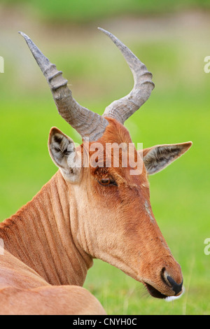 Red hartebeest (Alcelaphus buselaphus), ritratto, la Tanzania, il cratere di Ngorongoro Foto Stock