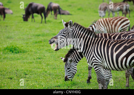 Zebra comune (Equus quagga), curling labbra, la Tanzania, il cratere di Ngorongoro Foto Stock