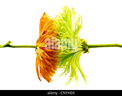 Aster freschi fiori isolati su sfondo bianco Foto Stock