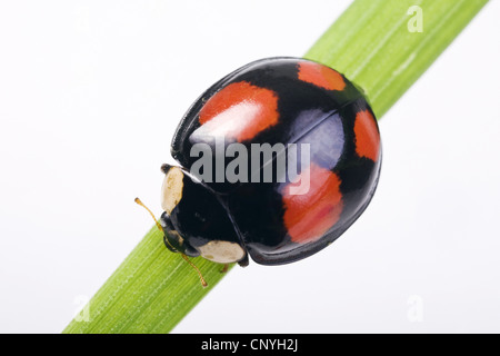 Due spot coccinella, 2-spot ladybird (Adalia bipunctata), scuro forma, Germania Foto Stock