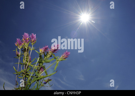 Campo cow-frumento (Melampyrum arvense), fioritura in presenza di luce solare, in Germania, in Baviera Foto Stock