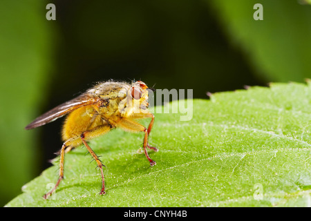 Giallo (dungfly Scathophaga stercoraria), seduta su una foglia, Germania Foto Stock