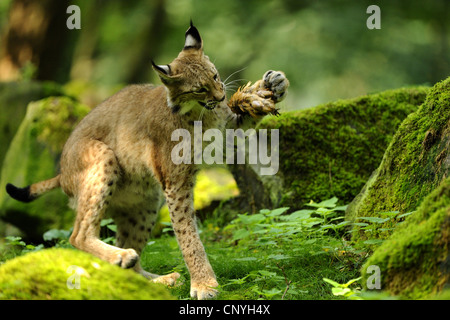 Nord (Lynx Lynx Lynx lynx), giocando con un catturato songbird tra pietre di muschio nella foresta, Germania, Hesse Foto Stock