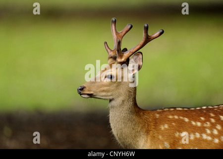 Dybowski-sika (Cervus nippon dybowskii), il ritratto di una giovane cervo Foto Stock