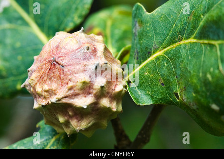 Gall su di una quercia da un gall wasp, Germania Foto Stock