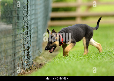 Pastore Tedesco cane (Canis lupus f. familiaris), cucciolo in un prato accanto giardino recinto, Germania Foto Stock