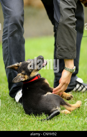 Pastore Tedesco cane (Canis lupus f. familiaris), l uomo accarezzare un cucciolo in un prato, Germania Foto Stock
