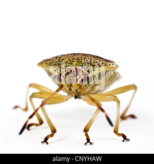 Bug di genitore, mothering bug (Elasmucha grisea), seduto a terra Foto Stock