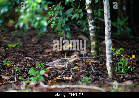 Boccola di pietra-curlew, Bush Thick-Knee (Burhinus grallarius), sul suo nido, Australia, Queensland Foto Stock