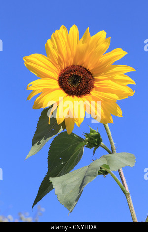 Comune di girasole (Helianthus annuus), contro il cielo blu, Germania Foto Stock