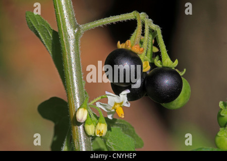 Comune di nightshade, erba morella (Solanum nigrum), di fiori e di frutti, Germania Foto Stock