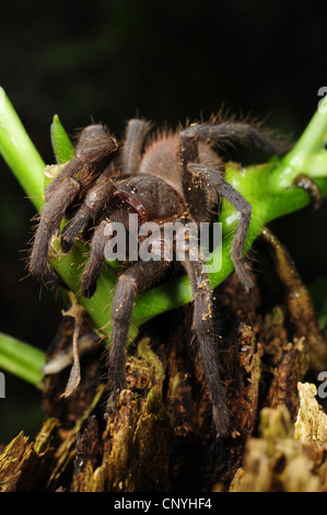 Tarantulas e bird ragni (Theraphosidae, Aviculariidae), Bird ragno in una foresta pluviale tropicale, Honduras, La Mosquitia, Las Marias Foto Stock